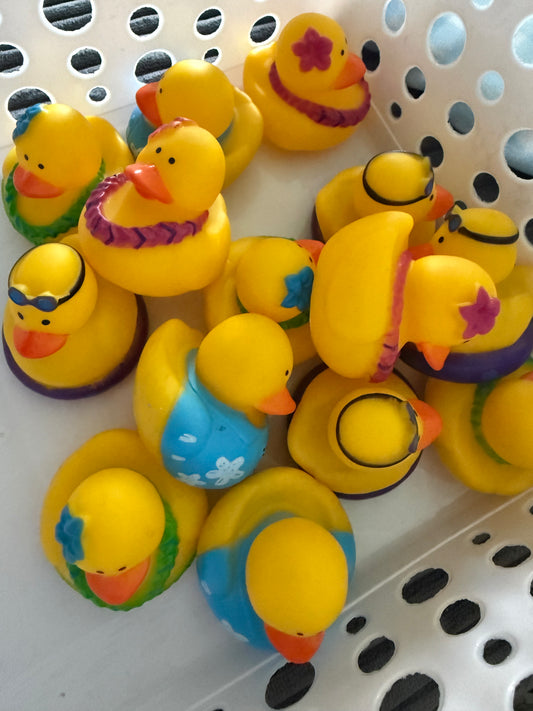 Summer duck